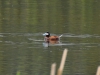 dsc_1139-medium
