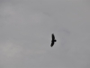 dsc_0202-medium