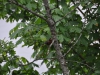 dsc_0209-medium