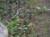 dsc_0406-medium