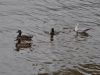 dsc_0428-medium