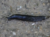 dsc_0500-medium